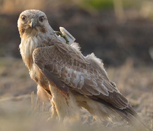 3d打印追蹤器實現2000多例野生動物追蹤和保護 Pcnow